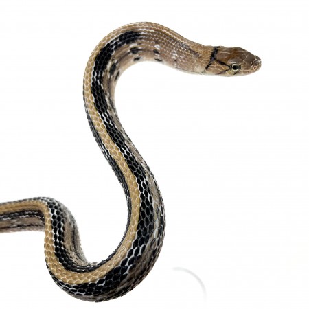 Coelognathus radiatus - Serpent ratier à tête cuivrée