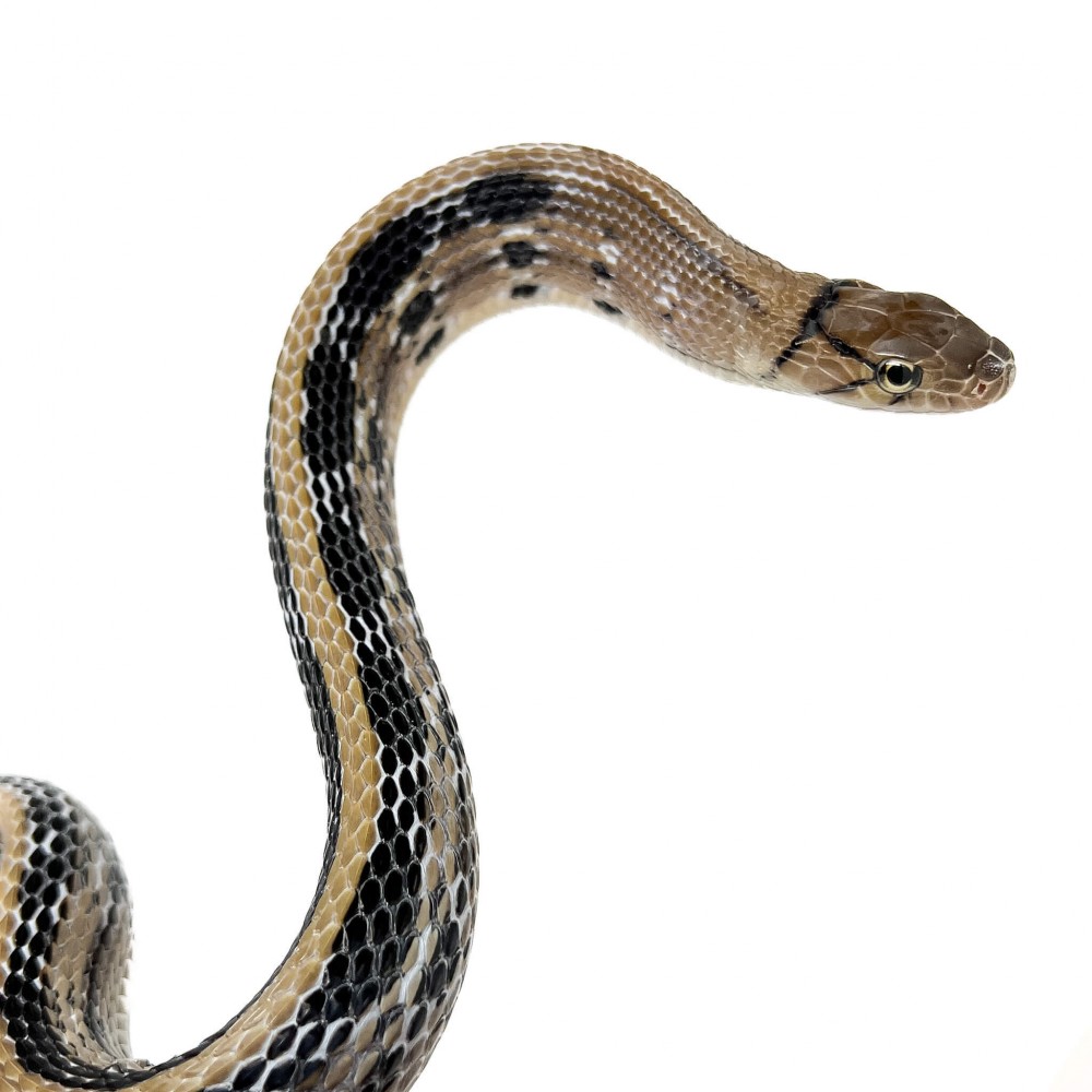 Coelognathus radiatus - Serpent ratier à tête cuivrée