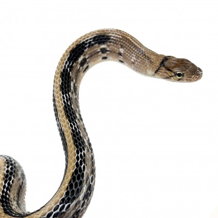 Coelognathus radiatus - Serpent ratier à tête cuivrée