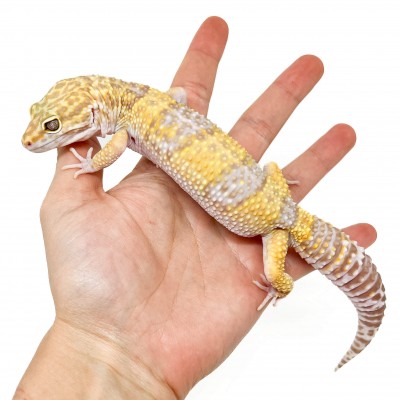 Eublepharis macularius "Tremper albinos" - Gecko léopard