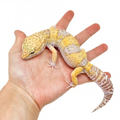 Eublepharis macularius "Tremper albinos" - Gecko léopard
