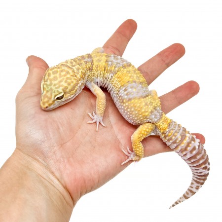 Eublepharis macularius "Tremper albinos" - Gecko léopard
