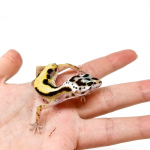 Eublepharis macularius...