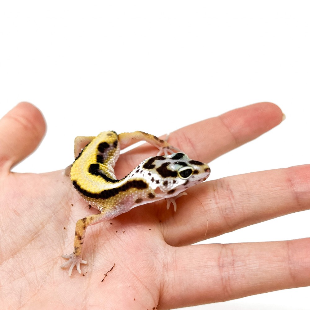 Eublepharis macularius "Stripe" - Gecko léopard