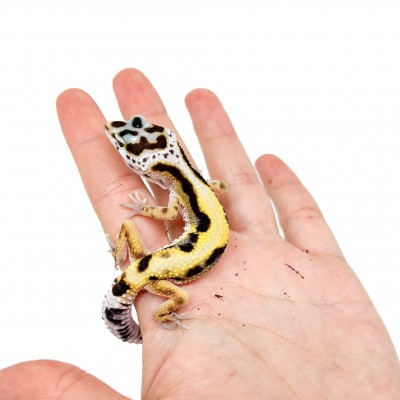 Eublepharis macularius "Stripe" - Gecko léopard