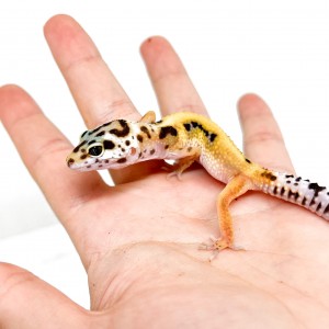 Eublepharis macularius...