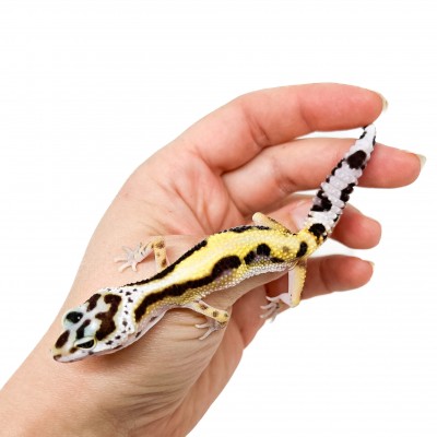 Eublepharis macularius "Stripe" - Gecko léopard