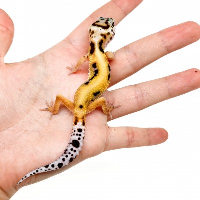 Eublepharis macularius "Stripe" - Gecko léopard