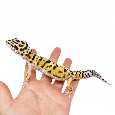 Eublepharis macularius "Hypo tangerine" - Gecko léopard