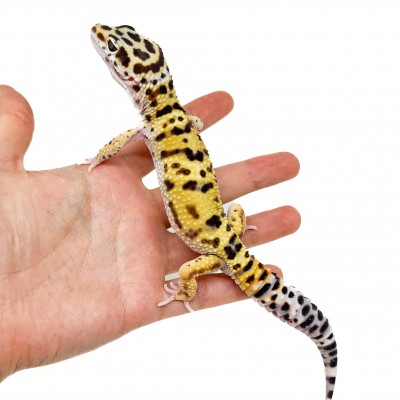 Eublepharis macularius "Hypo tangerine" - Gecko léopard