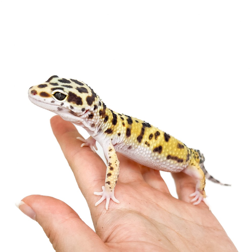 Eublepharis macularius "Hypo tangerine" - Gecko léopard