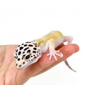 Eublepharis macularius...