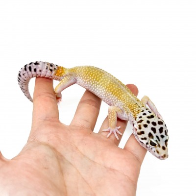 Eublepharis macularius "Super hypo" ♂ - Gecko léopard