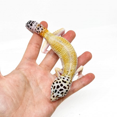 Eublepharis macularius "Super hypo" ♂ - Gecko léopard
