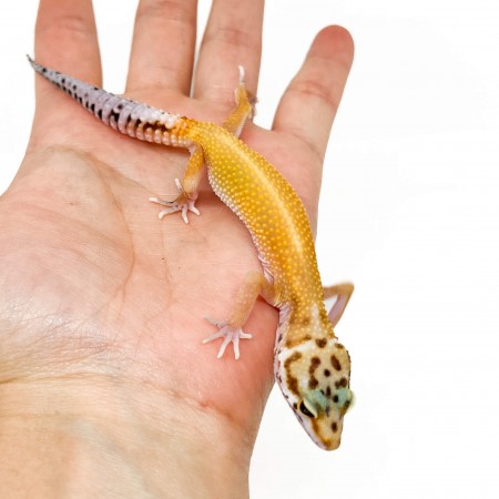 Eublepharis macularius "Stripe Super hypo tangerine" - Gecko léopard