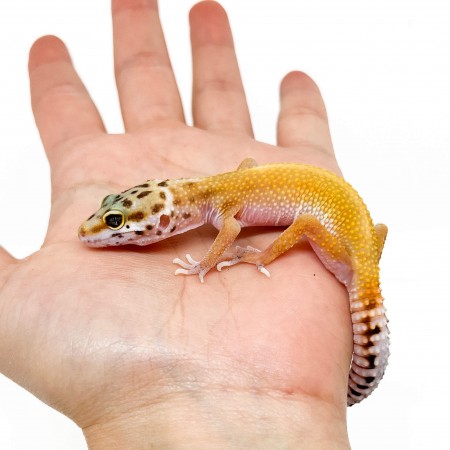 Eublepharis macularius "Stripe Super hypo tangerine" - Gecko léopard