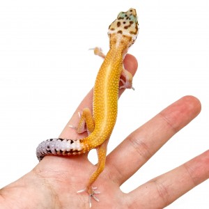 Eublepharis macularius...