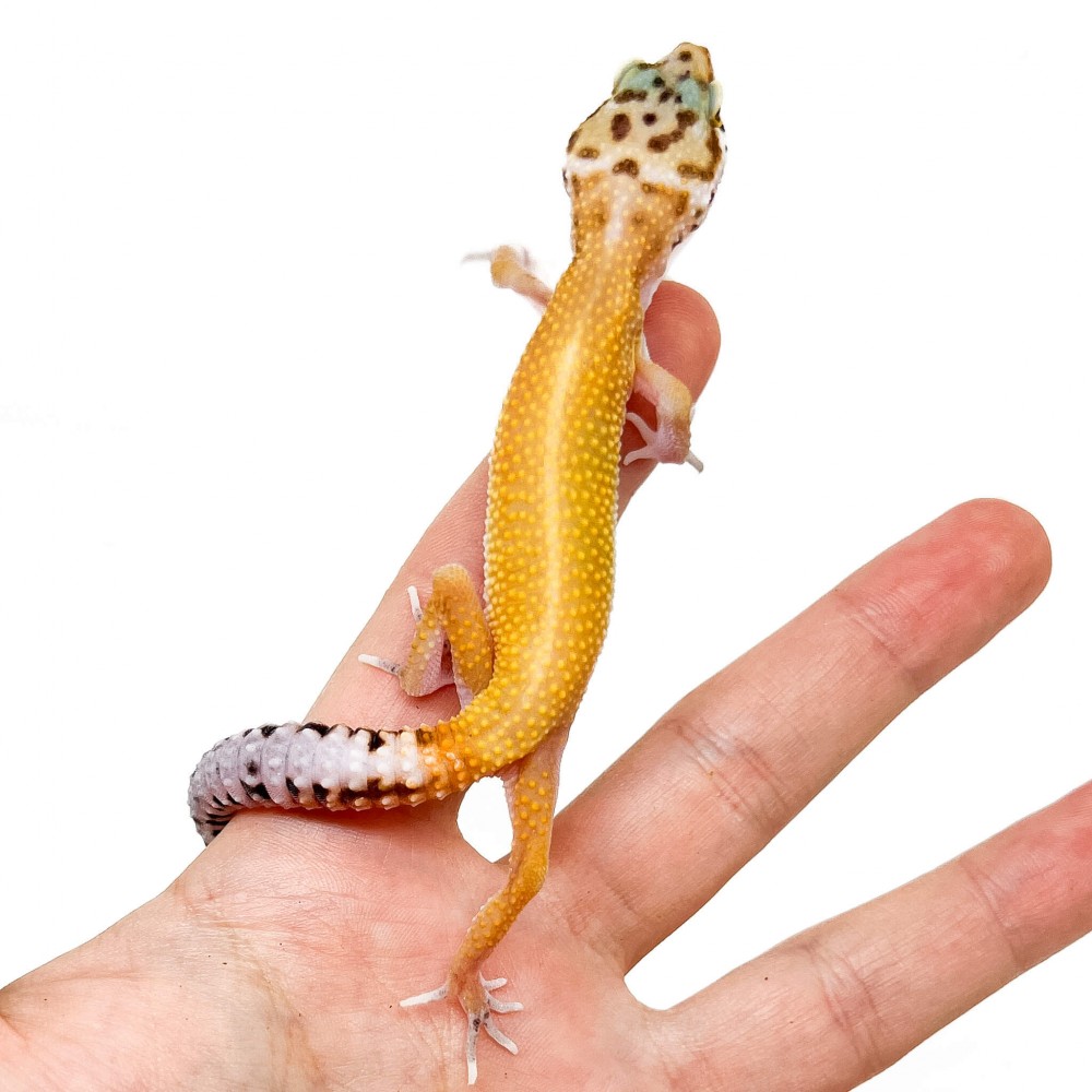 Eublepharis macularius "Stripe Super hypo tangerine" - Gecko léopard