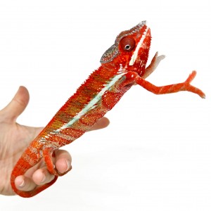Furcifer pardalis "Ambilobe...