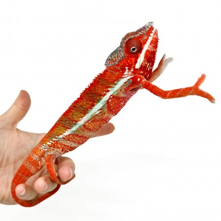 Furcifer pardalis "Ambilobe High red" RANGO  - Caméléon panthère
