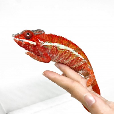 Furcifer pardalis "Ambilobe High red" RANGO  - Caméléon panthère