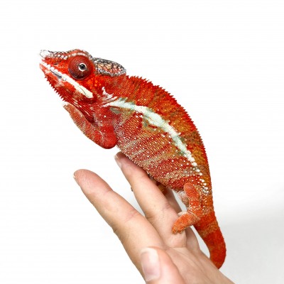 Furcifer pardalis "Ambilobe High red" RANGO  - Caméléon panthère