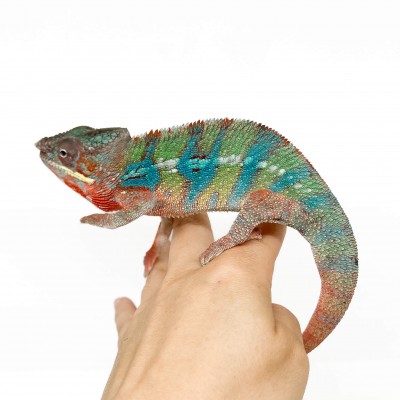 Furcifer pardalis "Ambilobe Blue Bar" LEON  - Caméléon panthère