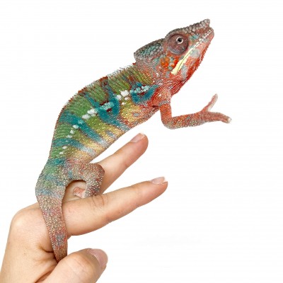 Furcifer pardalis "Ambilobe Blue Bar" LEON  - Caméléon panthère