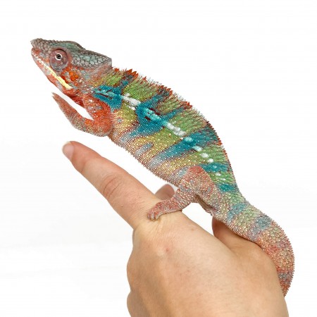 Furcifer pardalis "Ambilobe Blue Bar" LEON  - Caméléon panthère