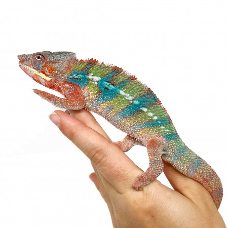 Furcifer pardalis "Ambilobe Blue Bar" LEON  - Caméléon panthère