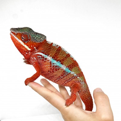 Furcifer pardalis "Ambilobe High Red" SUNSET - Caméléon panthère