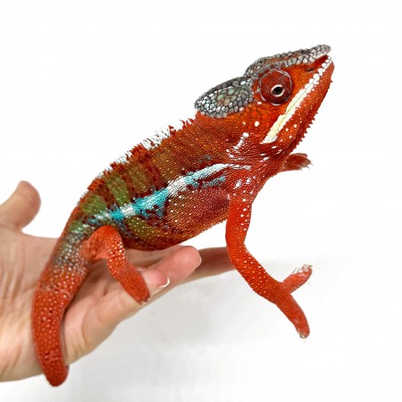 Furcifer pardalis "Ambilobe High Red" SUNSET - Caméléon panthère