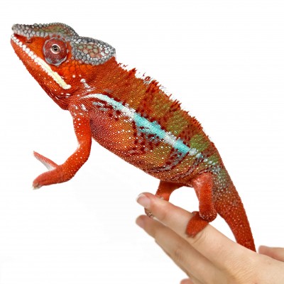 Furcifer pardalis "Ambilobe High Red" SUNSET - Caméléon panthère