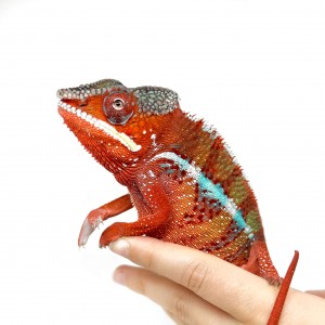 Furcifer pardalis "Ambilobe...