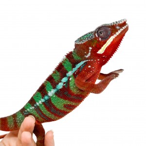 Furcifer pardalis ♂...
