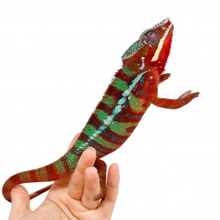 Furcifer pardalis ♂ "Ambilobe Red Bar" - Caméléon panthère
