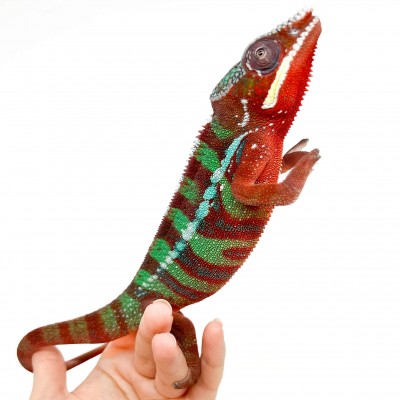 Furcifer pardalis ♂ "Ambilobe Red Bar" - Caméléon panthère