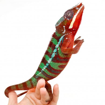 Furcifer pardalis ♂ "Ambilobe Red Bar" - Caméléon panthère