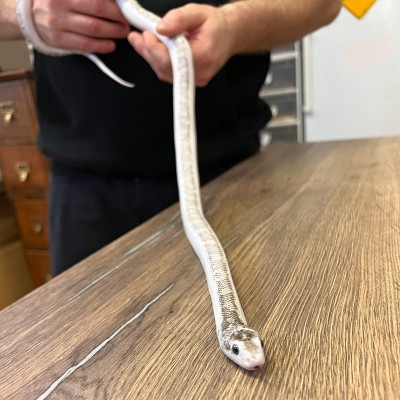Pantherophis obsoletus "Licorice" - Serpent ratier du Texas
