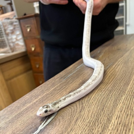 Pantherophis obsoletus "Licorice" - Serpent ratier du Texas