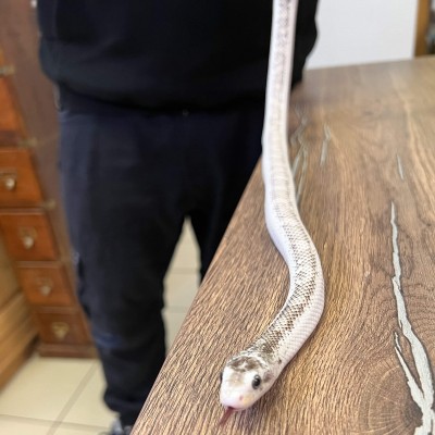 Pantherophis obsoletus "Licorice" - Serpent ratier du Texas