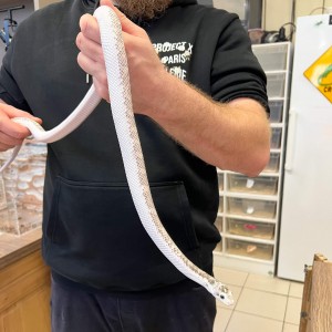 Pantherophis obsoletus...