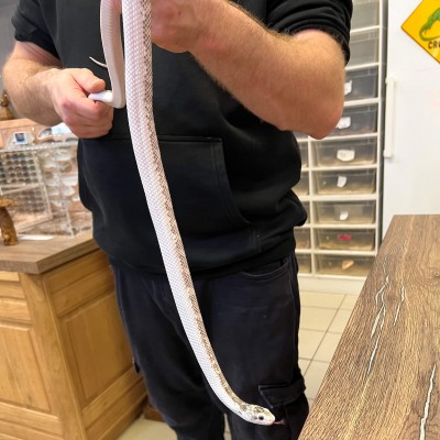 Pantherophis obsoletus "Licorice" - Serpent ratier du Texas