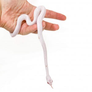 Pantherophis guttatus...