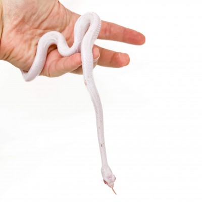 Pantherophis guttatus "Lavender Palmetto" - Serpent des blés
