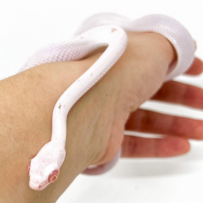 Pantherophis guttatus "Lavender Palmetto" - Serpent des blés
