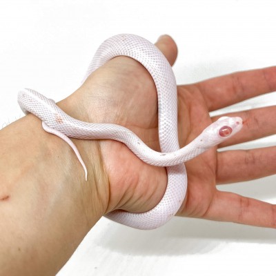 Pantherophis guttatus "Lavender Palmetto" - Serpent des blés