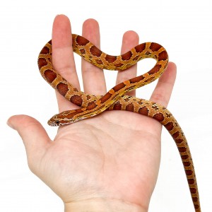 Pantherophis guttatus -...