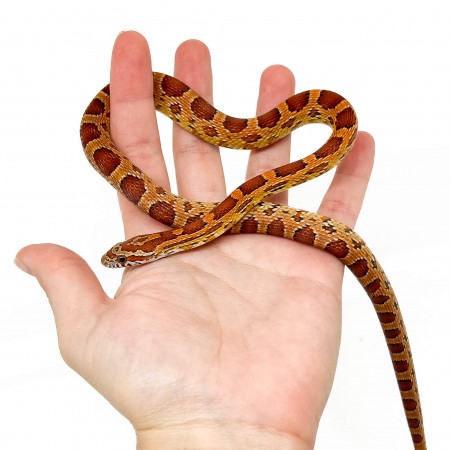 Pantherophis guttatus - Serpent des blés
