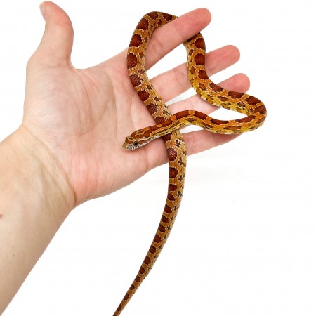 Pantherophis guttatus - Serpent des blés